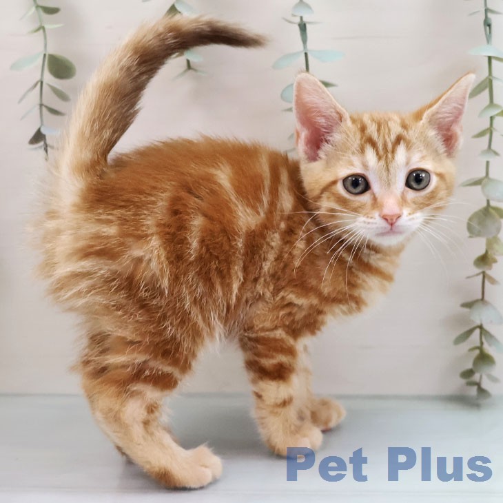 アメリカンショートヘア