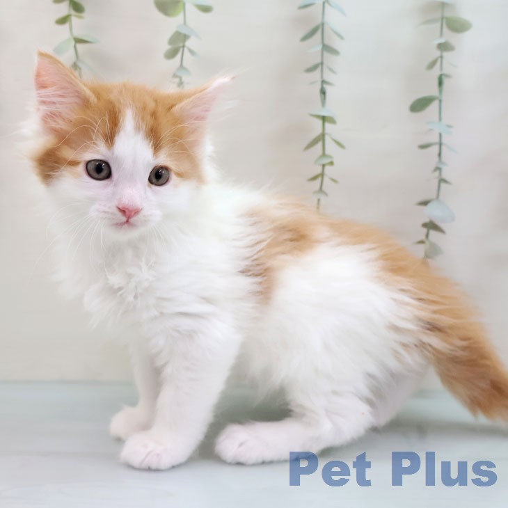 メインクーンの写真2