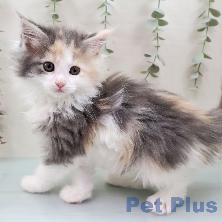 福岡県のメインクーン (ペットプラス 福岡店/2026年1月30日生まれ/女の子/ダイリュートキャリコ)の子猫