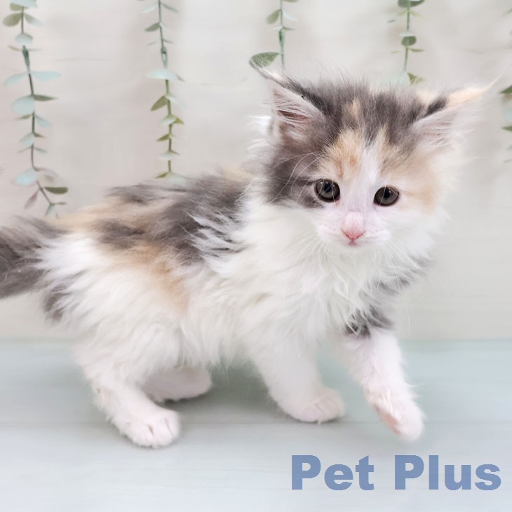 福岡県のメインクーン (ペットプラス 福岡店/2026年1月30日生まれ/女の子/ダイリュートキャリコ)の子猫の2枚目の画像