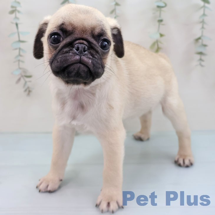 福岡県のパグ (ペットプラス 八幡東店/2026年1月31日生まれ/男の子/フォーン)の子犬