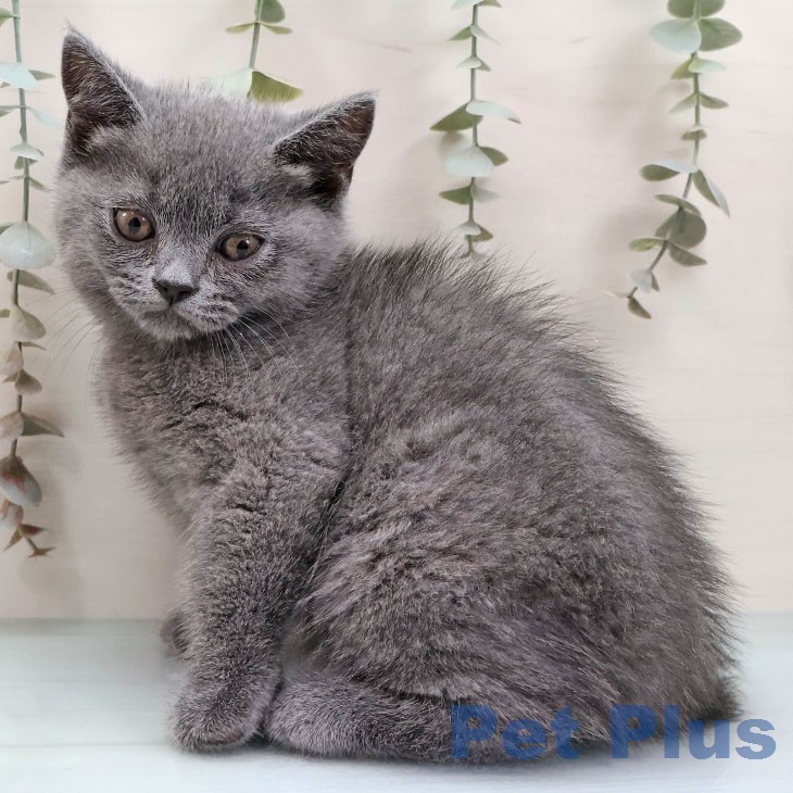 宮崎県のブリティッシュショートヘアー (ペットプラス 宮崎店/2026年1月30日生まれ/男の子/ブルー)の子猫の1枚目の画像