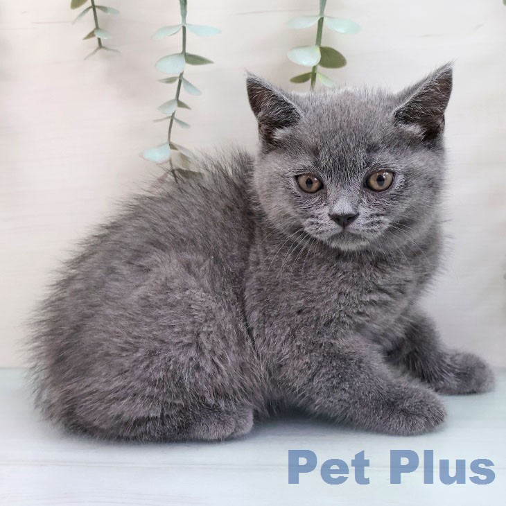 宮崎県のブリティッシュショートヘアー (ペットプラス 宮崎店/2026年1月30日生まれ/男の子/ブルー)の子猫の2枚目の画像