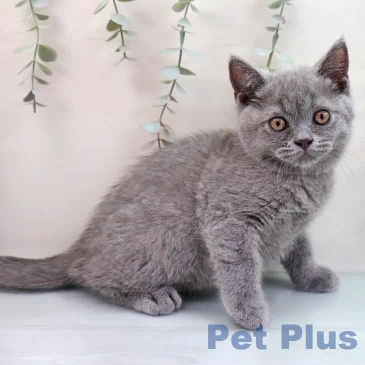 福岡県のブリティッシュショートヘアー (ペットプラス 福岡店/2026年1月30日生まれ/男の子/ブルー)の子猫の1枚目の画像