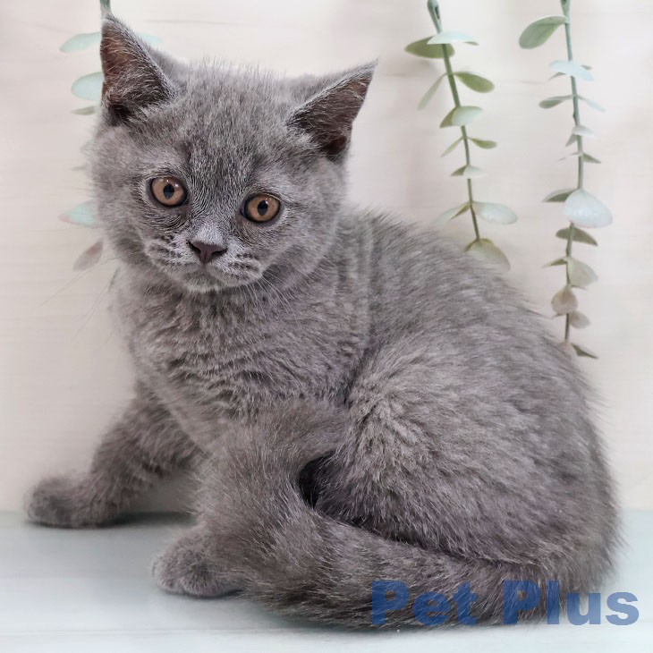 福岡県のブリティッシュショートヘアー (ペットプラス 福岡店/2026年1月30日生まれ/男の子/ブルー)の子猫の2枚目の画像