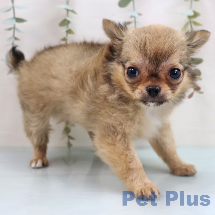 福岡県のチワワ(ロング) (ペットプラス 八幡東店/2026年1月28日生まれ/男の子/フォーンホワイト)の子犬の1枚目の画像