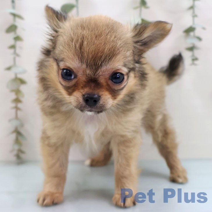 福岡県のチワワ(ロング) (ペットプラス 八幡東店/2026年1月28日生まれ/男の子/フォーンホワイト)の子犬の2枚目の画像