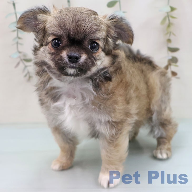 鹿児島県のチワワ(ロング) (ペットプラス 姶良店/2026年1月28日生まれ/女の子/フォーンホワイト)の子犬の1枚目の画像