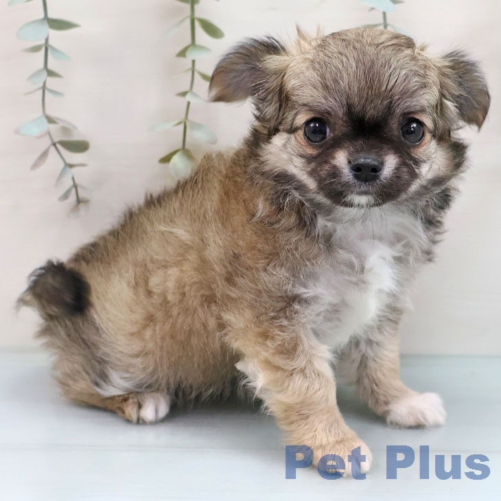 鹿児島県のチワワ(ロング) (ペットプラス 姶良店/2026年1月28日生まれ/女の子/フォーンホワイト)の子犬の2枚目の画像