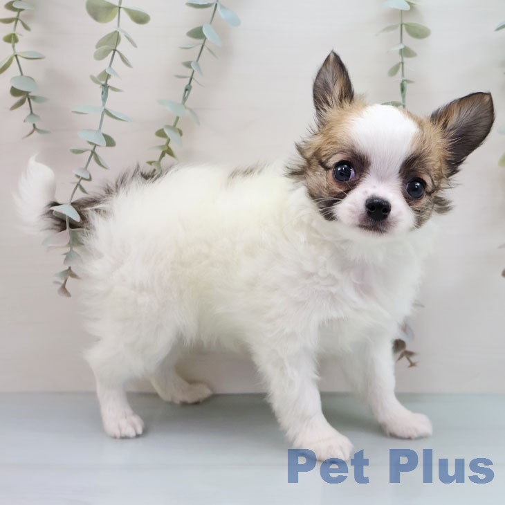 福岡県のチワワ(ロング) (ペットプラス 春日店/2026年1月26日生まれ/男の子/ホワイトセーブル)の子犬の1枚目の画像