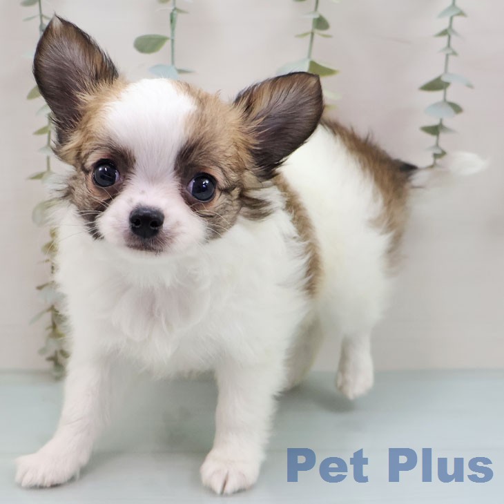 福岡県のチワワ(ロング) (ペットプラス 春日店/2026年1月26日生まれ/男の子/ホワイトセーブル)の子犬の2枚目の画像