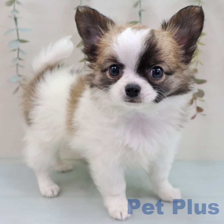 熊本県のチワワ(ロング) (ペットプラス 熊本店/2026年1月26日生まれ/男の子/ホワイトセーブル)の子犬の1枚目の画像