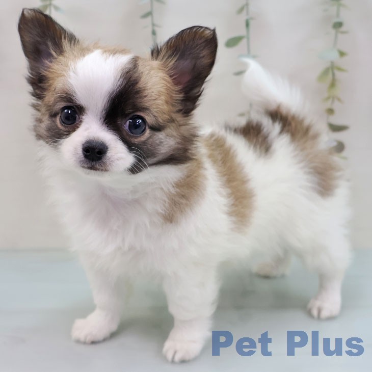 熊本県のチワワ(ロング) (ペットプラス 熊本店/2026年1月26日生まれ/男の子/ホワイトセーブル)の子犬の2枚目の画像