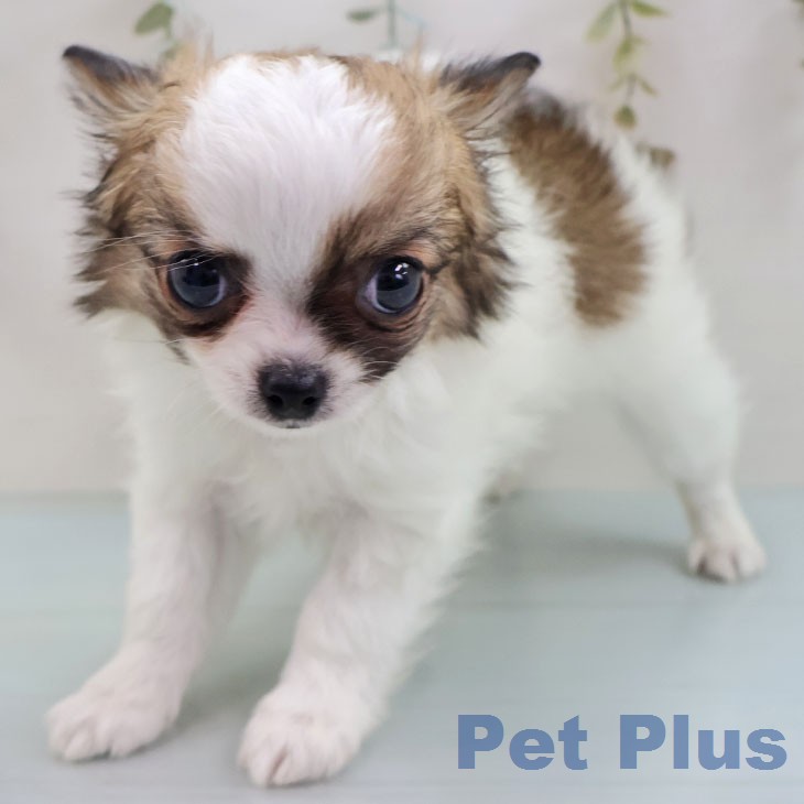 福岡県のチワワ(ロング) (ペットプラス 八幡東店/2026年1月26日生まれ/男の子/ホワイトセーブル)の子犬の1枚目の画像