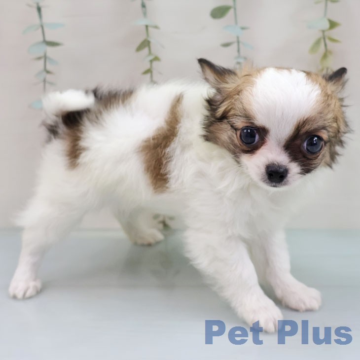 福岡県のチワワ(ロング) (ペットプラス 八幡東店/2026年1月26日生まれ/男の子/ホワイトセーブル)の子犬の2枚目の画像