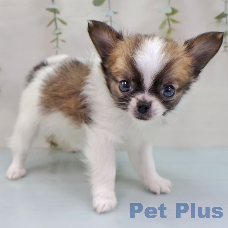 宮崎県のチワワ(ロング) (ペットプラス 宮崎店/2026年1月26日生まれ/男の子/ホワイトセーブル)の子犬の1枚目の画像