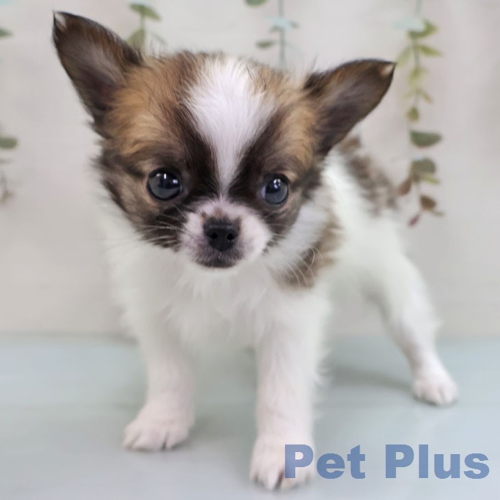 宮崎県のチワワ(ロング) (ペットプラス 宮崎店/2026年1月26日生まれ/男の子/ホワイトセーブル)の子犬の2枚目の画像