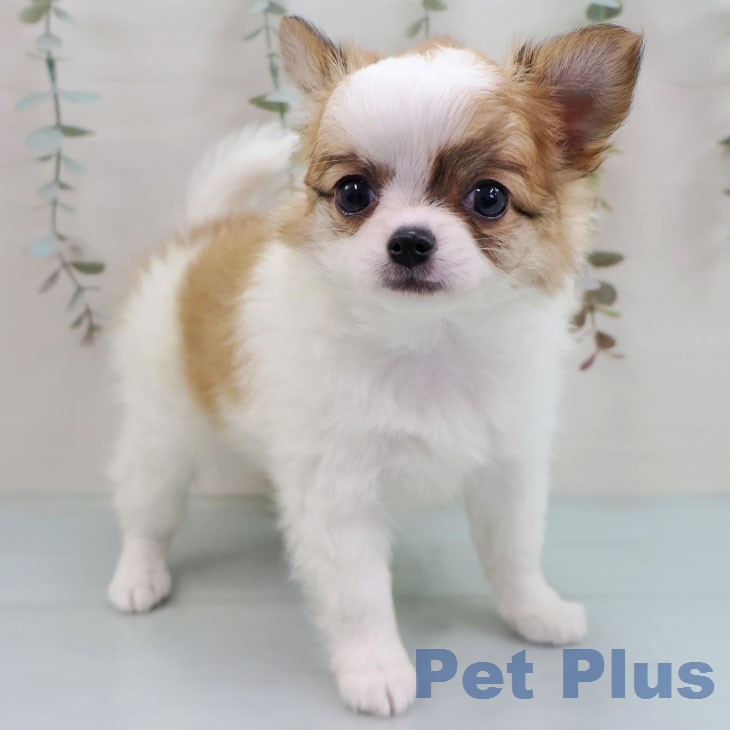 福岡県のチワワ(ロング) (ペットプラス ららぽーと福岡店/2026年1月26日生まれ/女の子/ホワイトフォーン)の子犬の1枚目の画像