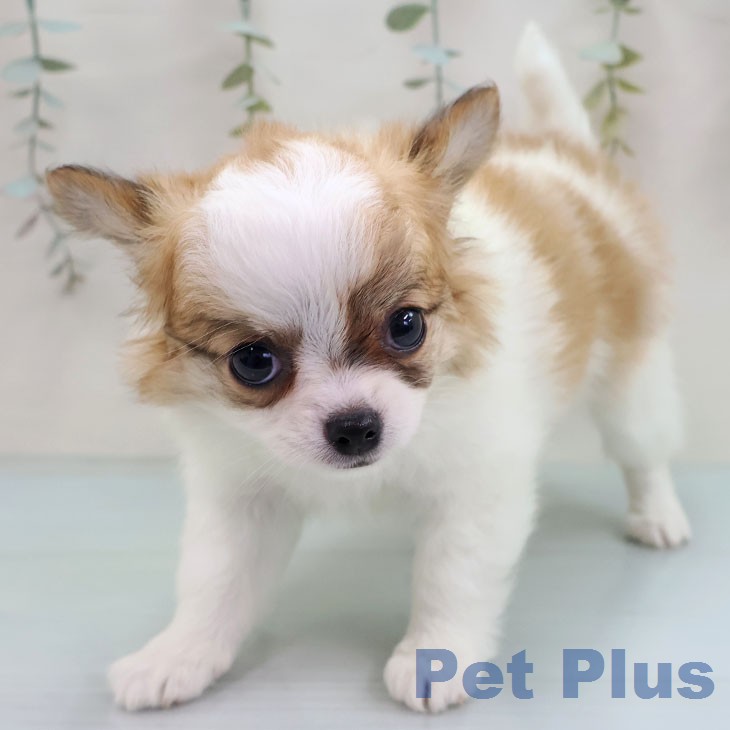 福岡県のチワワ(ロング) (ペットプラス ららぽーと福岡店/2026年1月26日生まれ/女の子/ホワイトフォーン)の子犬の2枚目の画像