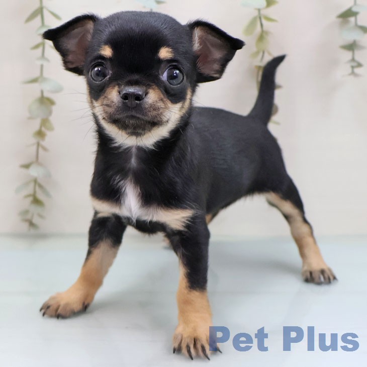 福岡県のチワワ(ロング) (ペットプラス 八幡東店/2026年1月28日生まれ/女の子/ブラックタンホワイト)の子犬の1枚目の画像