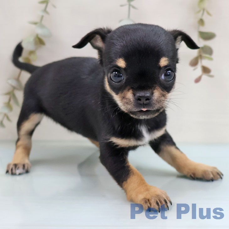 福岡県のチワワ(ロング) (ペットプラス 八幡東店/2026年1月28日生まれ/女の子/ブラックタンホワイト)の子犬の2枚目の画像