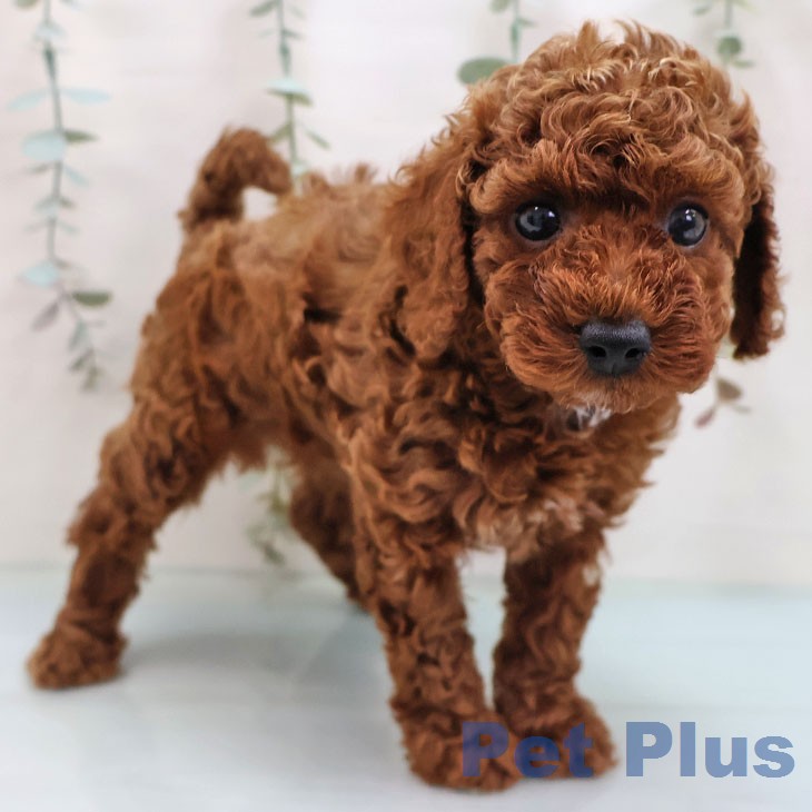 トイ・プードル