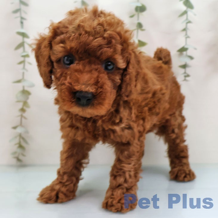 福岡県のトイプードル(トイ) (ペットプラス MARK IS 福岡ももち店/2026年2月4日生まれ/男の子/レッド)の子犬の1枚目の画像