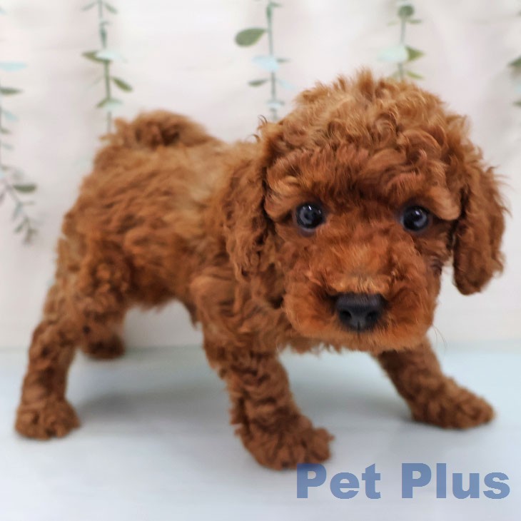 福岡県のトイプードル(トイ) (ペットプラス MARK IS 福岡ももち店/2026年2月4日生まれ/男の子/レッド)の子犬の2枚目の画像