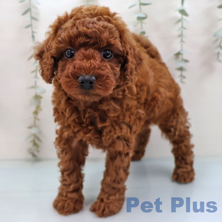 長崎県のトイプードル(トイ) (ペットプラス 長崎店/2026年2月4日生まれ/女の子/レッド)の子犬の1枚目の画像