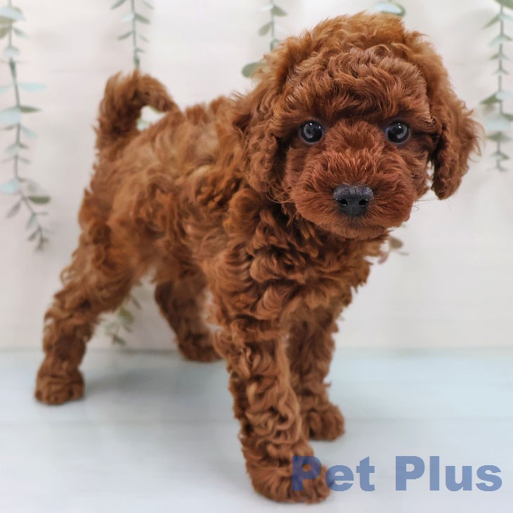 長崎県のトイプードル(トイ) (ペットプラス 長崎店/2026年2月4日生まれ/女の子/レッド)の子犬の2枚目の画像