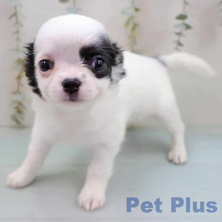 熊本県のチワワ(ロング) (ペットプラス 熊本店/2026年2月1日生まれ/女の子/ホワイトブラックタン)の子犬