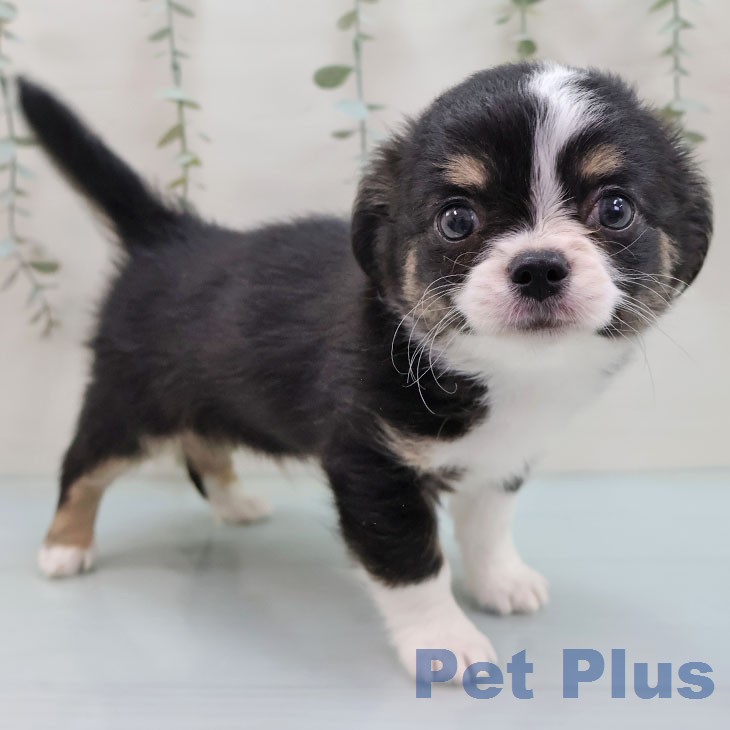 熊本県のチワワ(ロング) (ペットプラス 熊本店/2026年2月1日生まれ/男の子/ブラックタンホワイトマーキングス)の子犬