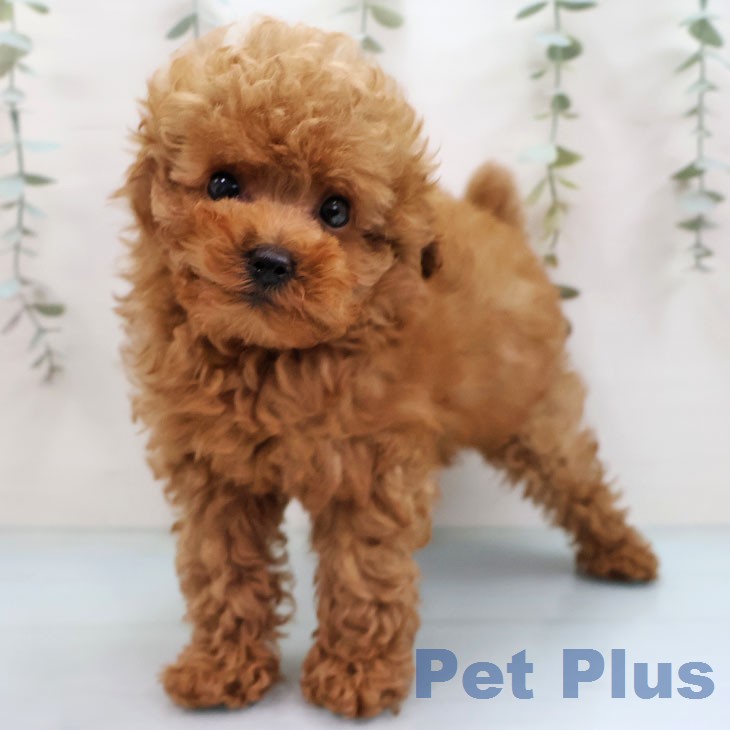 トイ・プードル