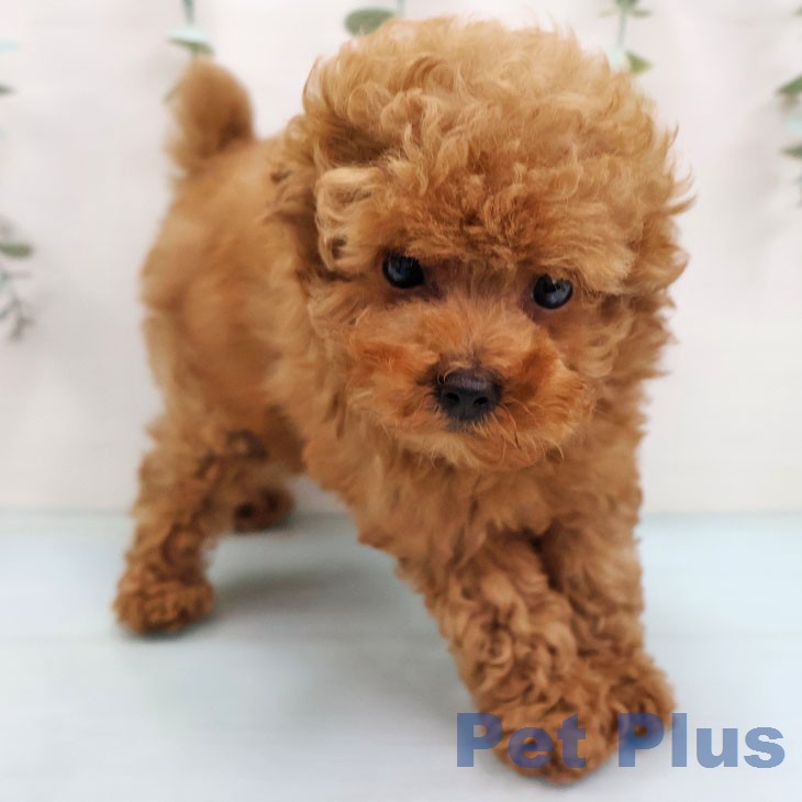 トイ・プードル