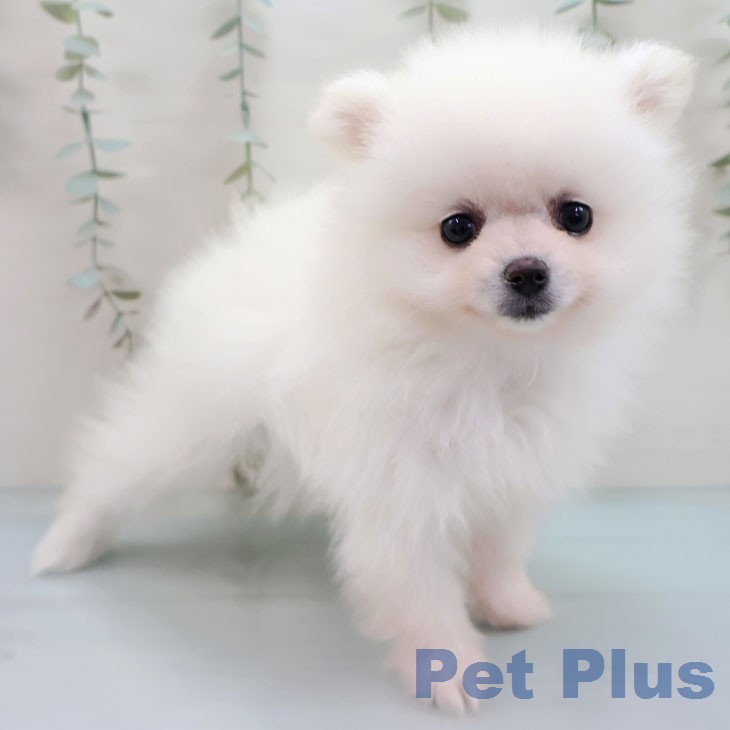 ポメラニアンの写真2