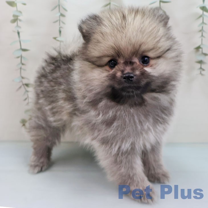 ポメラニアンの写真2