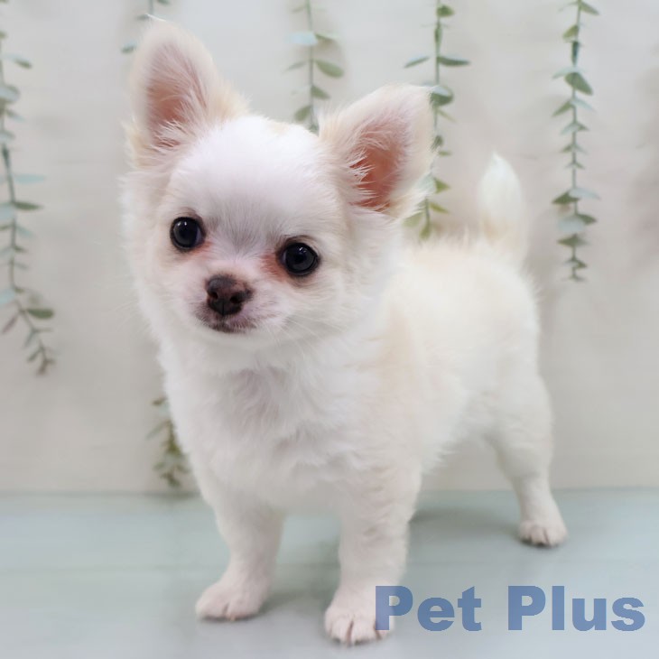 沖縄県のチワワ(ロング) (ペットプラス 沖縄ライカム店/2026年1月28日生まれ/女の子/クリームホワイト)の子犬