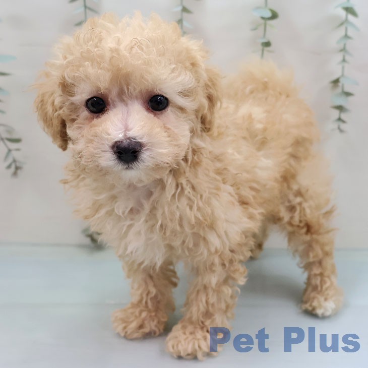 福岡県のトイプードル(トイ) (ペットプラス 福岡店/2026年2月2日生まれ/男の子/アプリコット)の子犬