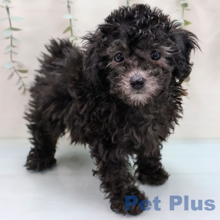 トイ・プードル