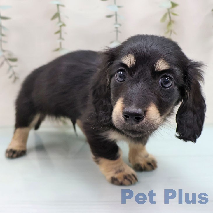 カニーンヘン・ダックスフンドの写真2