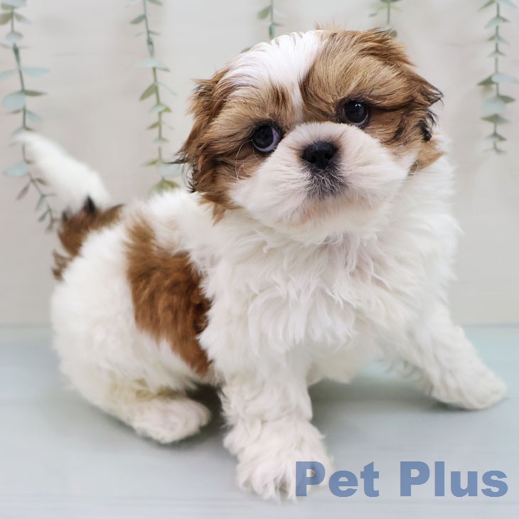 熊本県のシーズー (ペットプラス 熊本店/2026年2月4日生まれ/女の子/ホワイトゴールド)の子犬の1枚目の画像