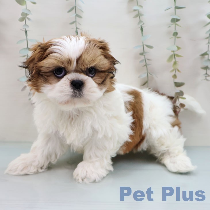 熊本県のシーズー (ペットプラス 熊本店/2026年2月4日生まれ/女の子/ホワイトゴールド)の子犬の2枚目の画像