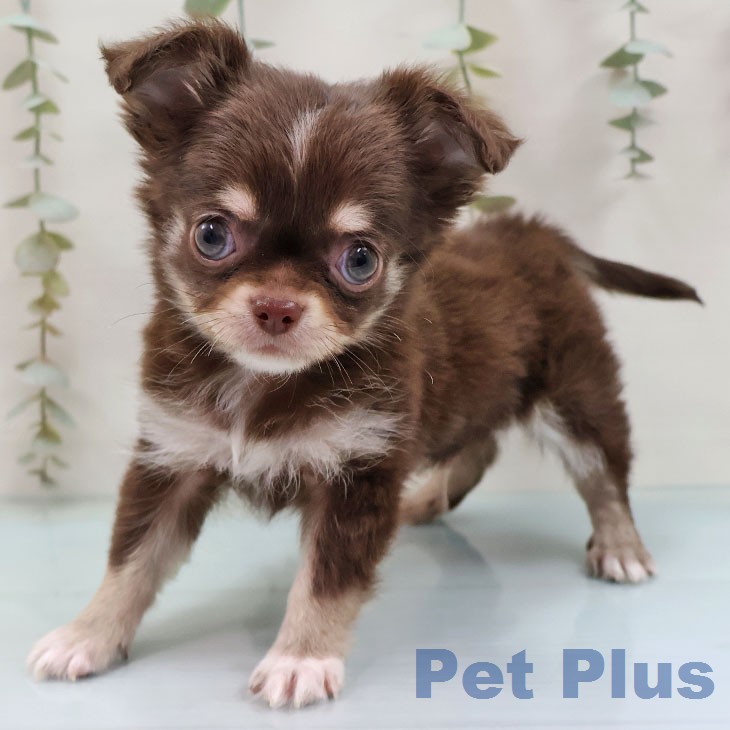 福岡県のチワワ(ロング) (ペットプラス 福岡店/2026年1月28日生まれ/男の子/チョコレートタンホワイト)の子犬の1枚目の画像