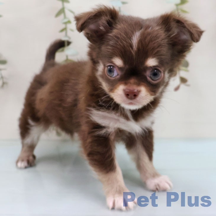 福岡県のチワワ(ロング) (ペットプラス 福岡店/2026年1月28日生まれ/男の子/チョコレートタンホワイト)の子犬の2枚目の画像