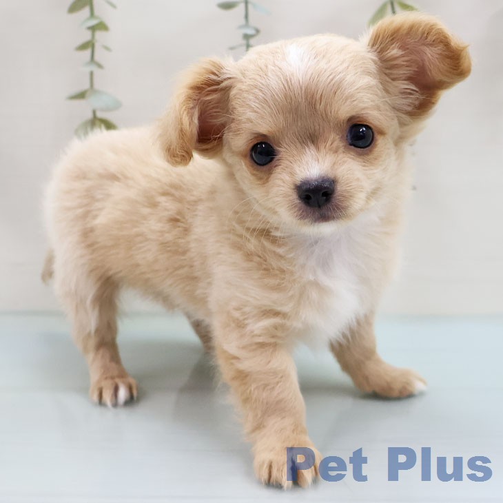 福岡県のチワワ(ロング) (ペットプラス 八幡東店/2026年2月5日生まれ/女の子/クリームホワイト)の子犬の1枚目の画像