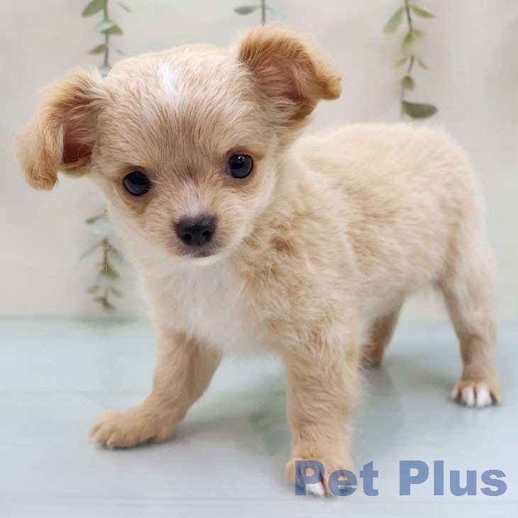 福岡県のチワワ(ロング) (ペットプラス 八幡東店/2026年2月5日生まれ/女の子/クリームホワイト)の子犬の2枚目の画像