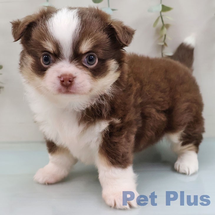 福岡県のチワワ(ロング) (ペットプラス 八幡東店/2026年2月5日生まれ/女の子/チョコレートタンホワイト)の子犬の1枚目の画像