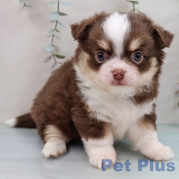 福岡県のチワワ(ロング) (ペットプラス 八幡東店/2026年2月5日生まれ/女の子/チョコレートタンホワイト)の子犬の2枚目の画像