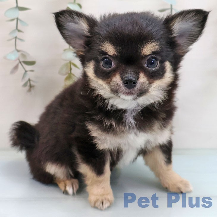 熊本県のチワワ(ロング) (ペットプラス 熊本店/2026年2月5日生まれ/女の子/ブラックタンホワイト)の子犬の1枚目の画像