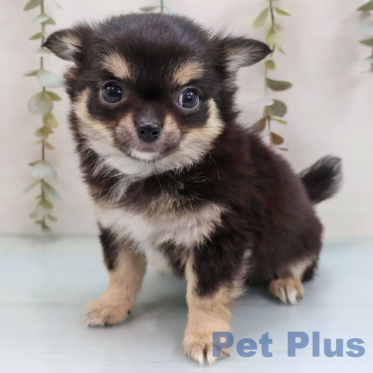 熊本県のチワワ(ロング) (ペットプラス 熊本店/2026年2月5日生まれ/女の子/ブラックタンホワイト)の子犬の2枚目の画像